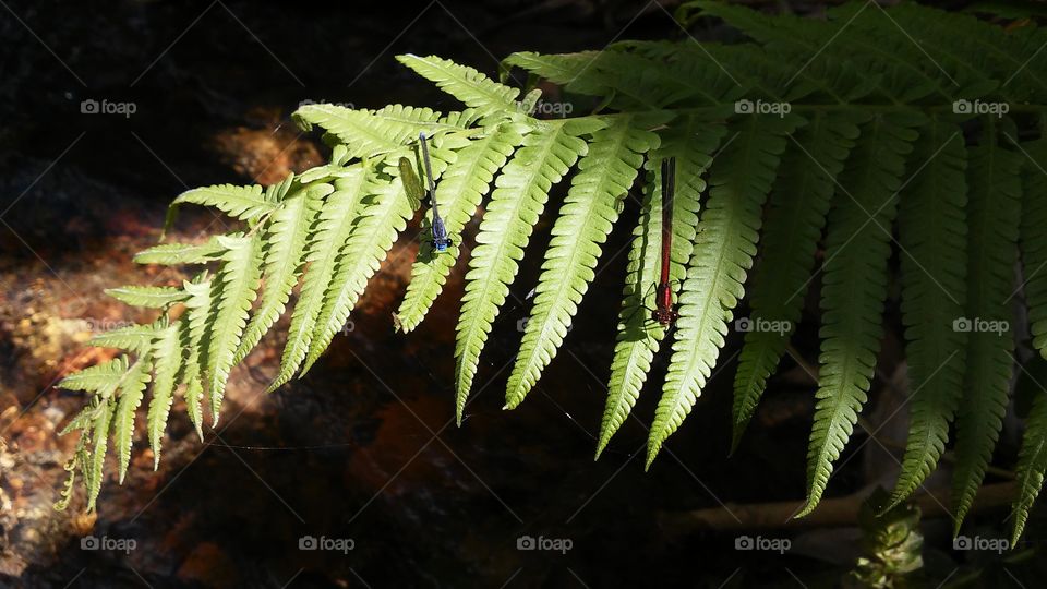 Illuminating Sunrays