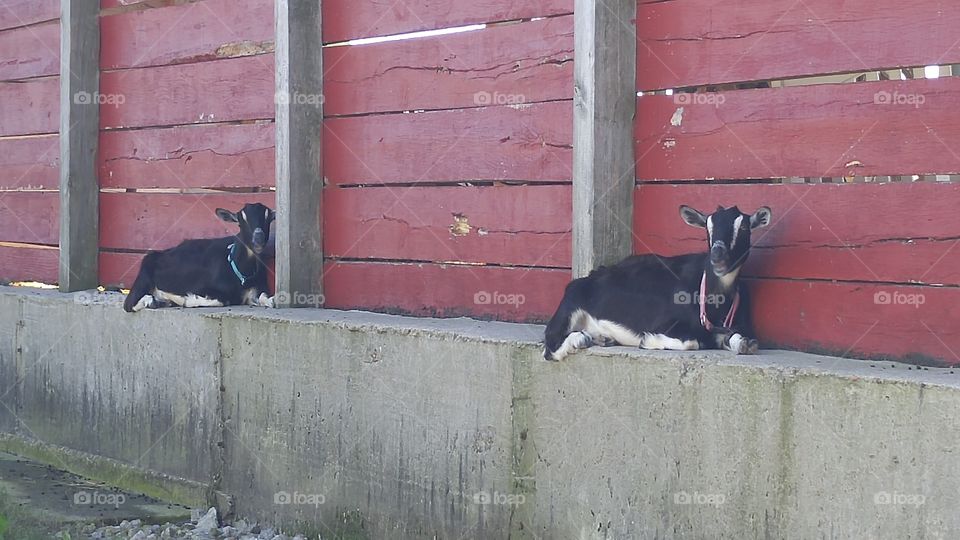 Goats sitting near barn