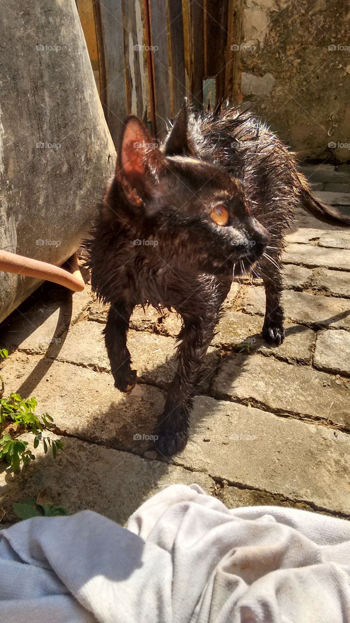 Wet cat. I do not think she liked the bath.../ Gata molhada. Acho que ela não gostou do banho...