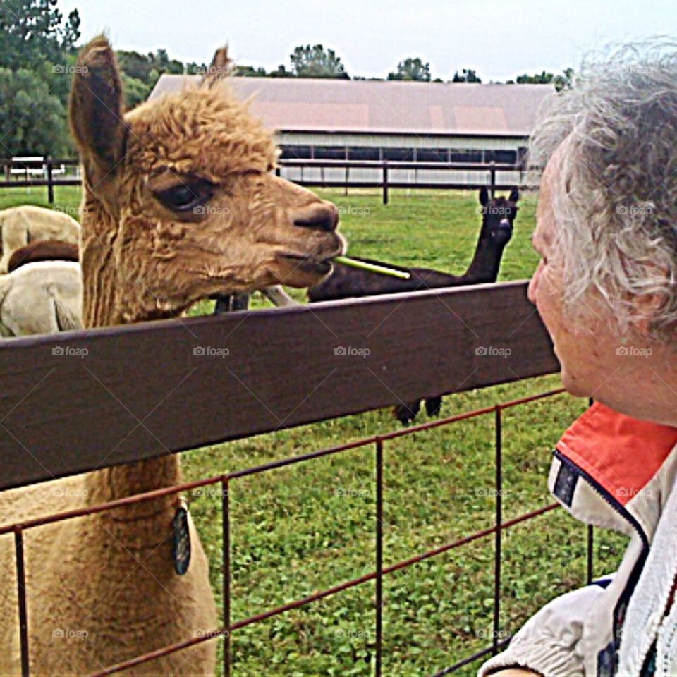 Hey- What are you looking at shorty? Just don’t stand there, open the gate! Alpaca vs Human in staring contest. 