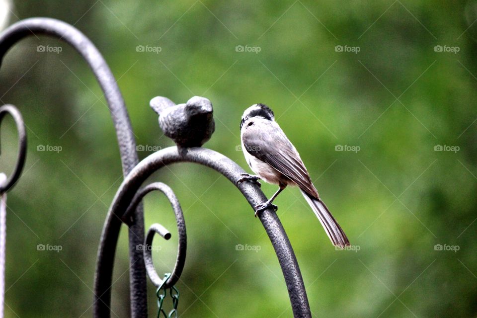 Bird friends