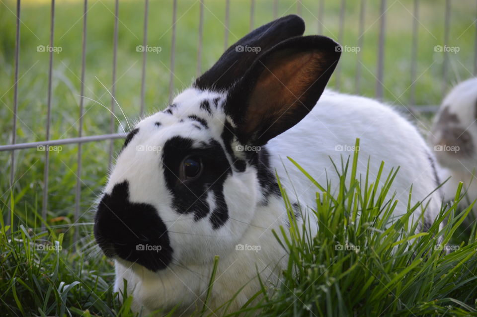 Animals having a hay day
