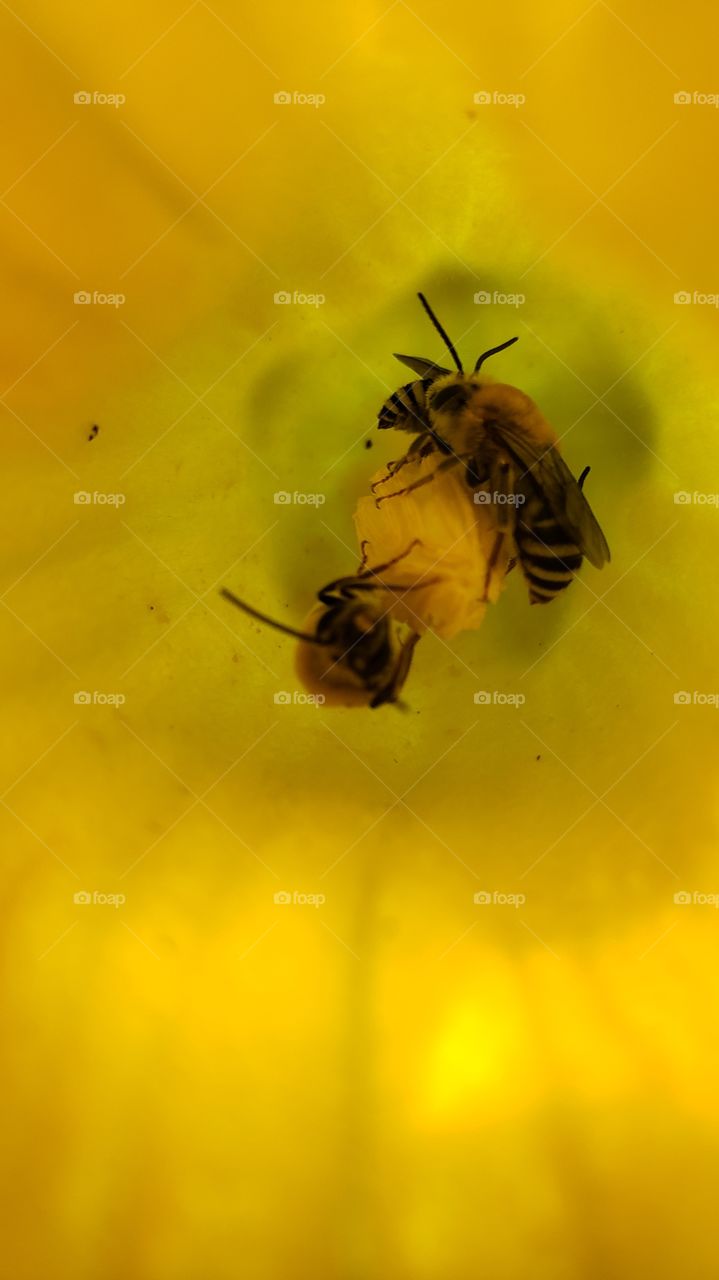 Many bee in the Flowers,