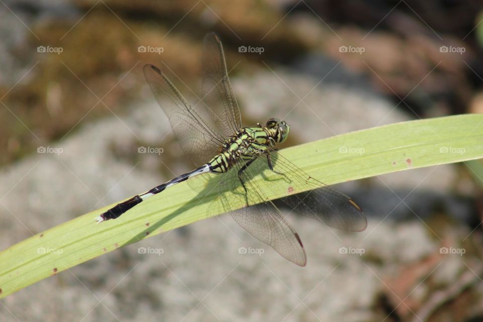 green dragonfly close up