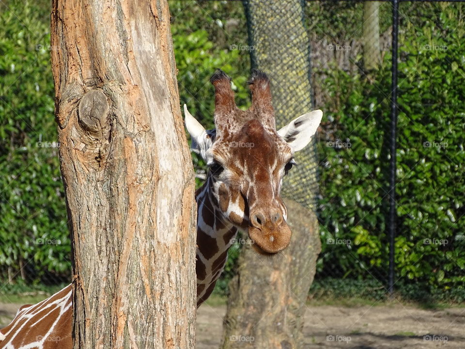 Giraf looking through trees
