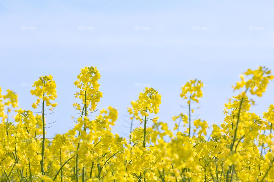 Closeup of yellow blooming rapeseed flowers in a large field with light blue sky in the background