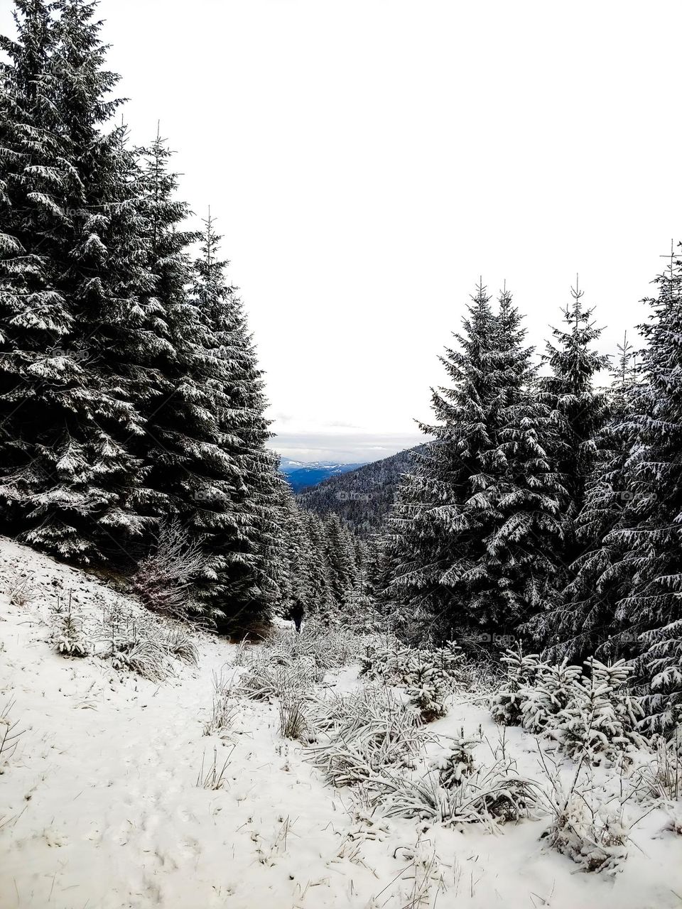 Beautiful firs covered with snow