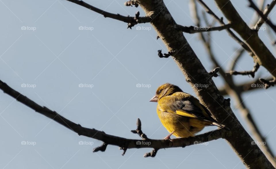 Wild or Atlantic canary sitting in a tree