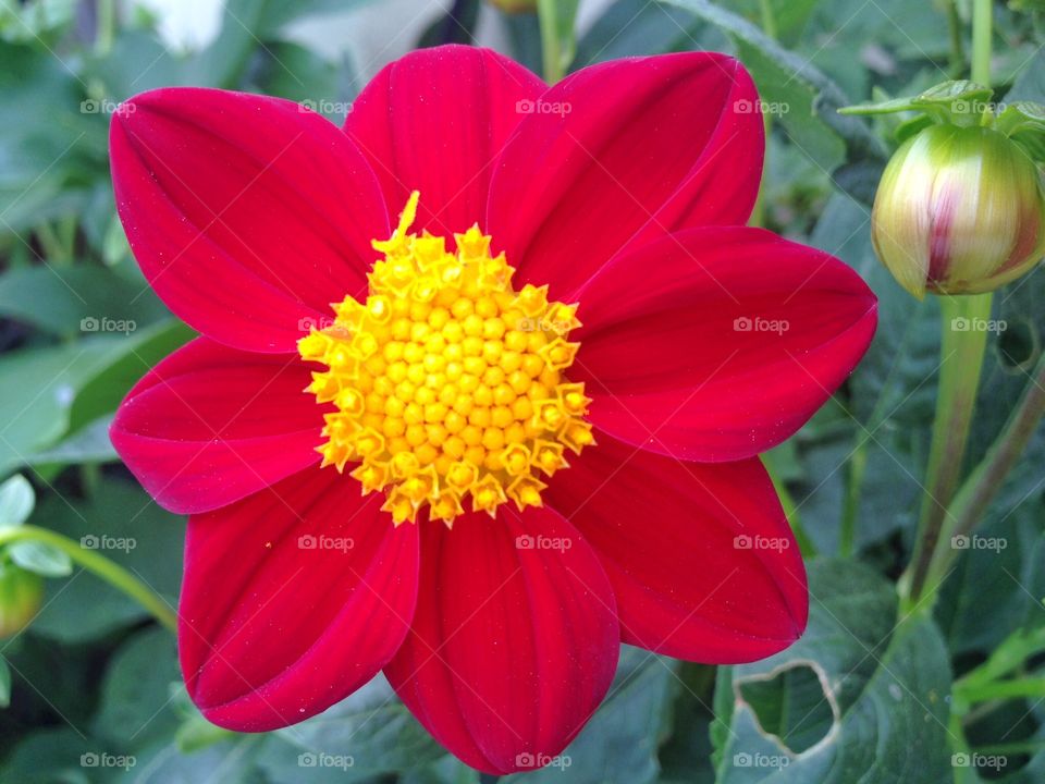 Big red flower. Big red flower of Dahlia