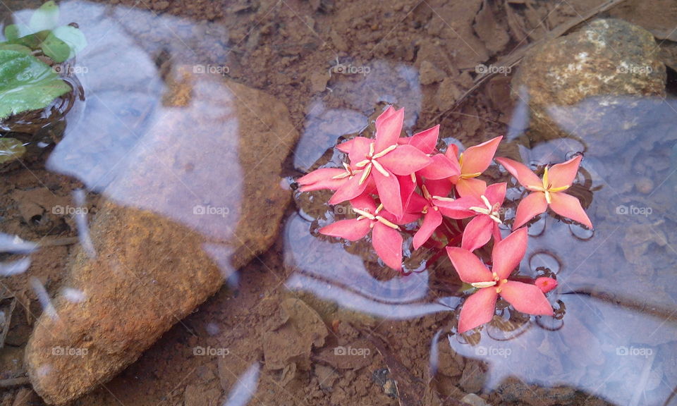 flower on water