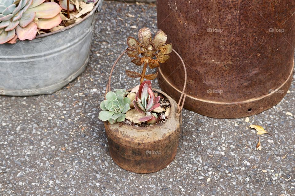 Rustic grouping of a succulents plants in old metal kettle