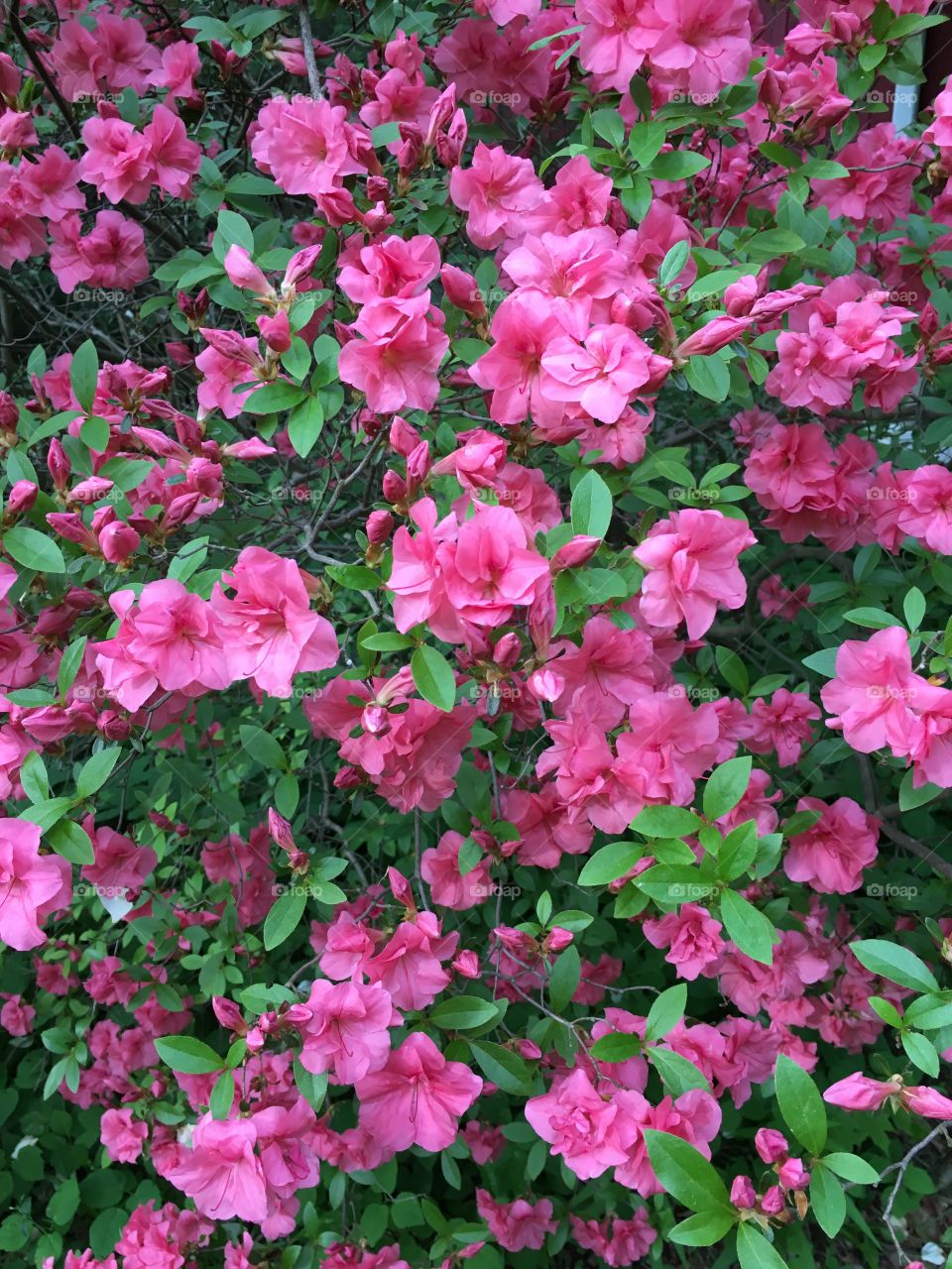 Salomon azalea 