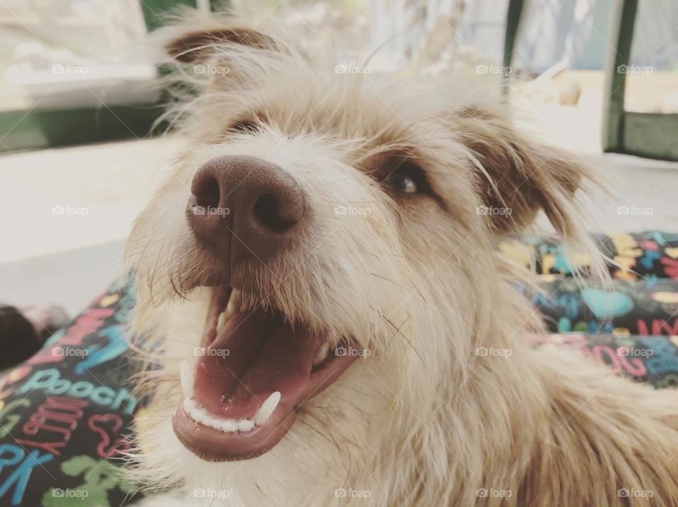 A very happy faced young dog