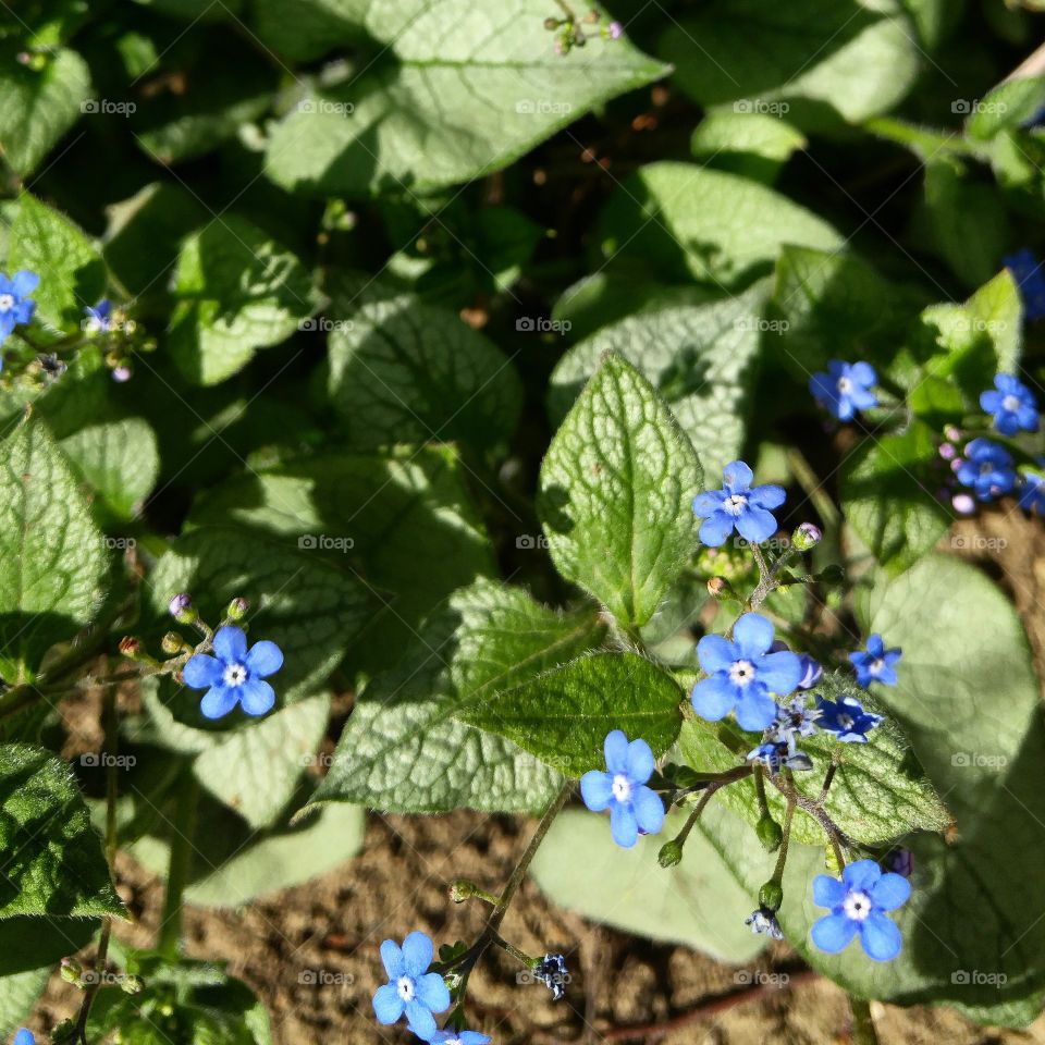 Perennial forget-me-nots.