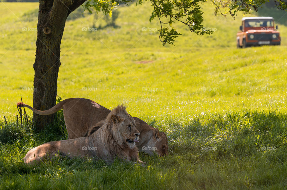 African photography safari, into the wild. Meet all of the big five animals. Photographic adventure with lions (Panthera leo)