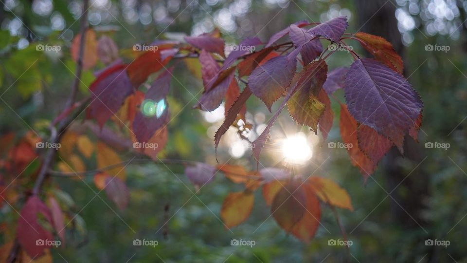 Autumn colours 