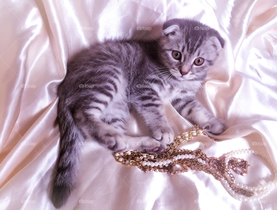 Cat and jewerly