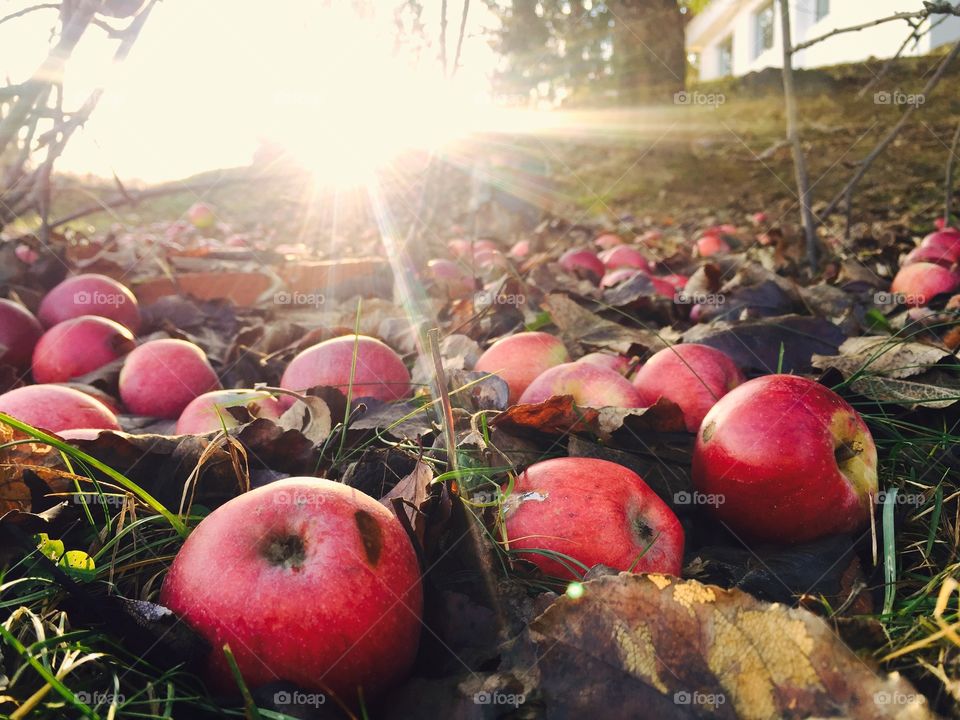 Close-up of red apple on grassy field