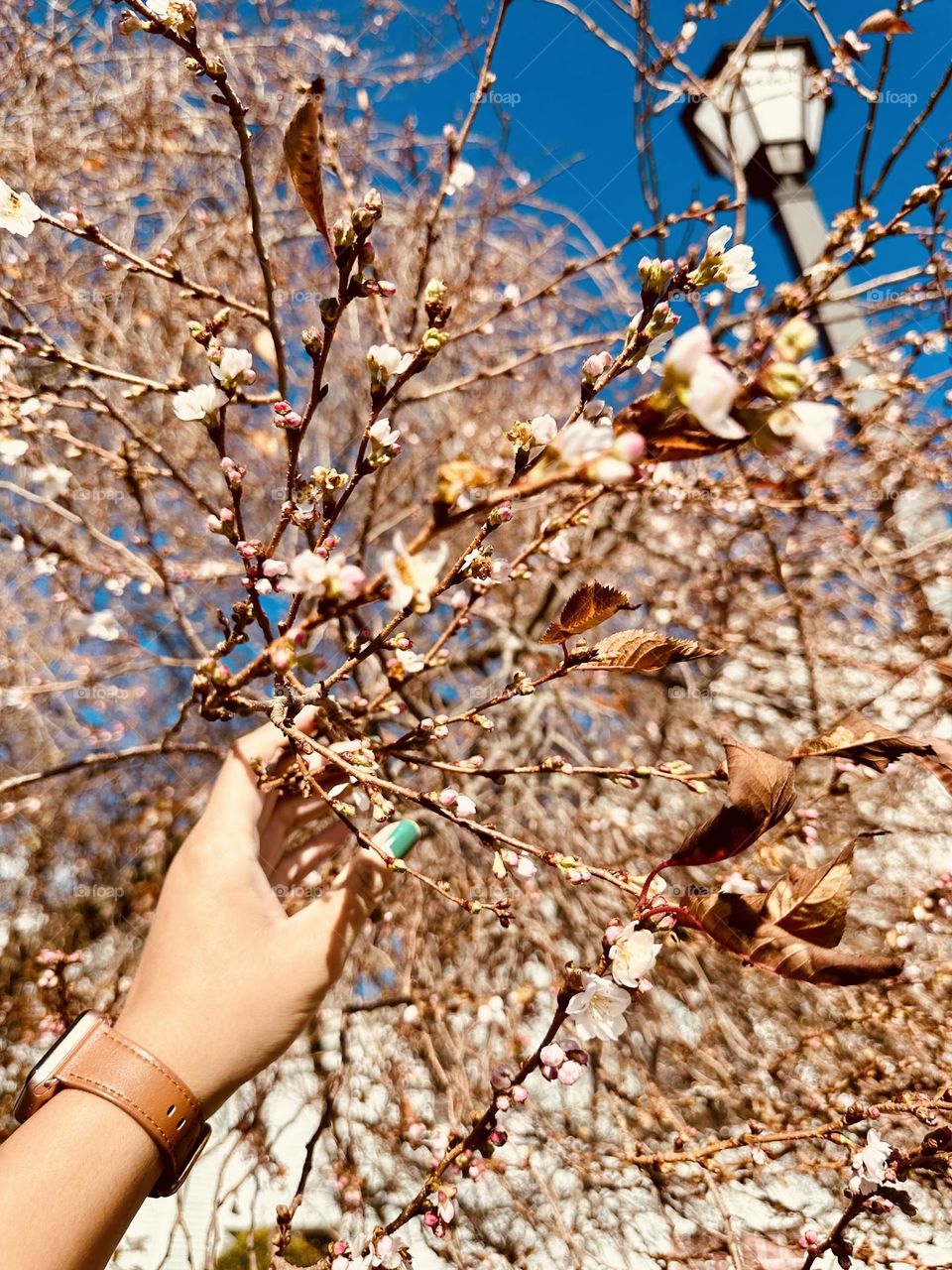 Japanese Cherry Flower. Botanical name: Prunus serrulata.