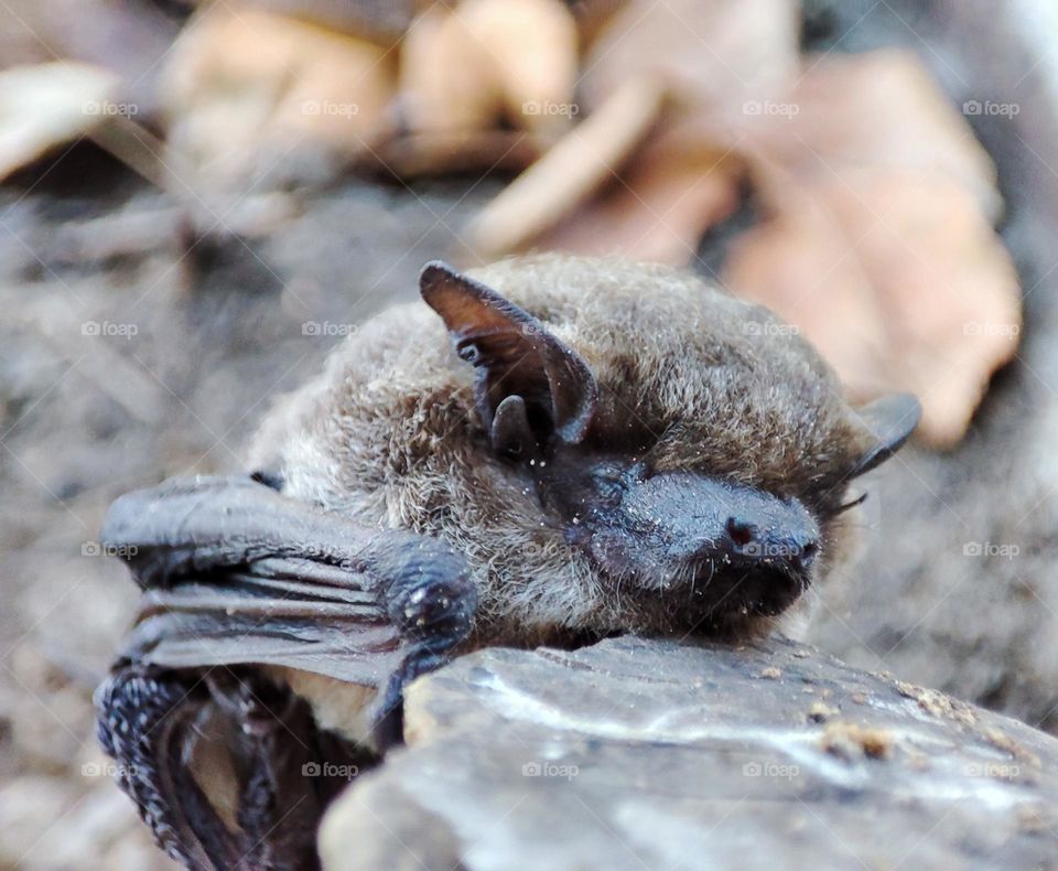 Nathusius's pipistrelle, Animal