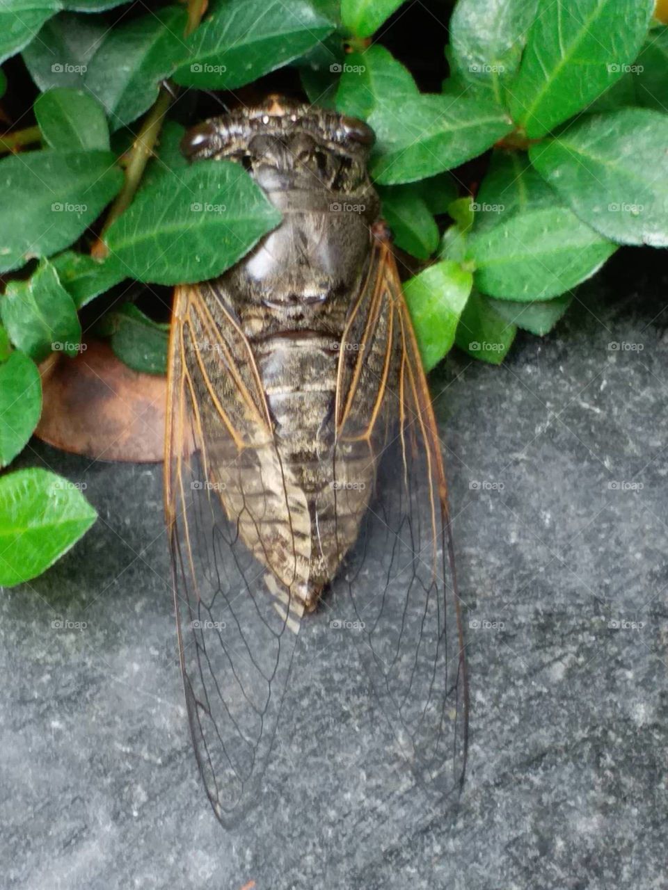 It's summer time to see the cicada