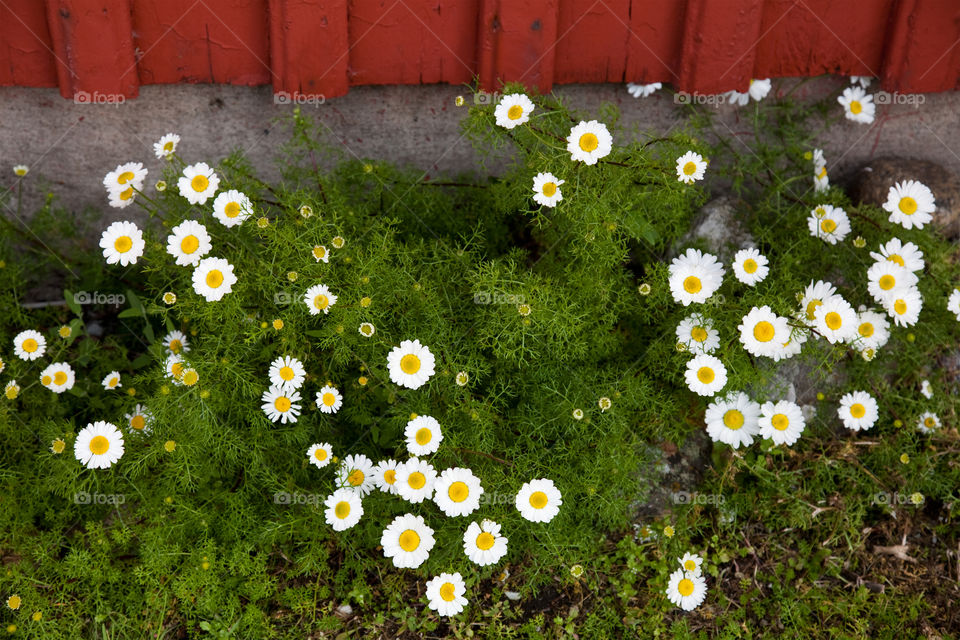 Flowers Daisy . Flowers