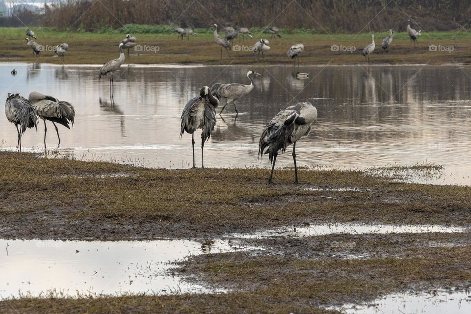 cranes in the lake