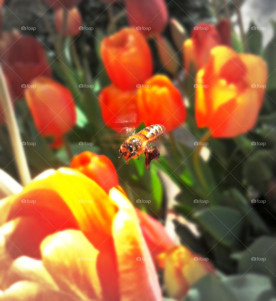 honeybee coming in for a landing on this beautiful tulip.