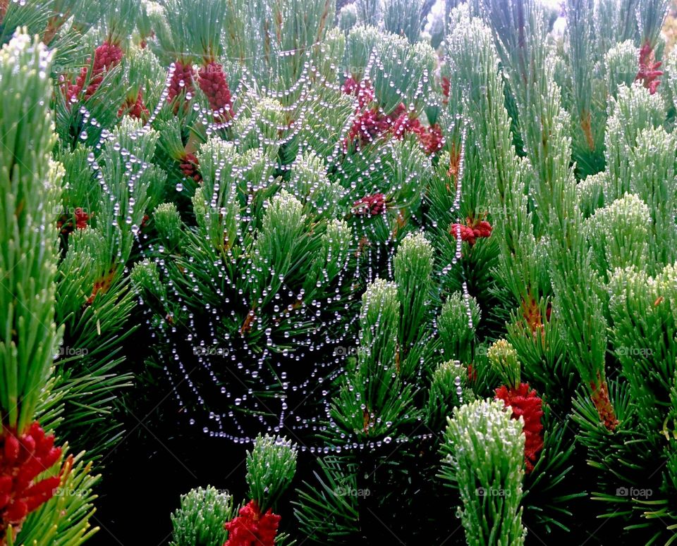 spiderweb with dew drops on it