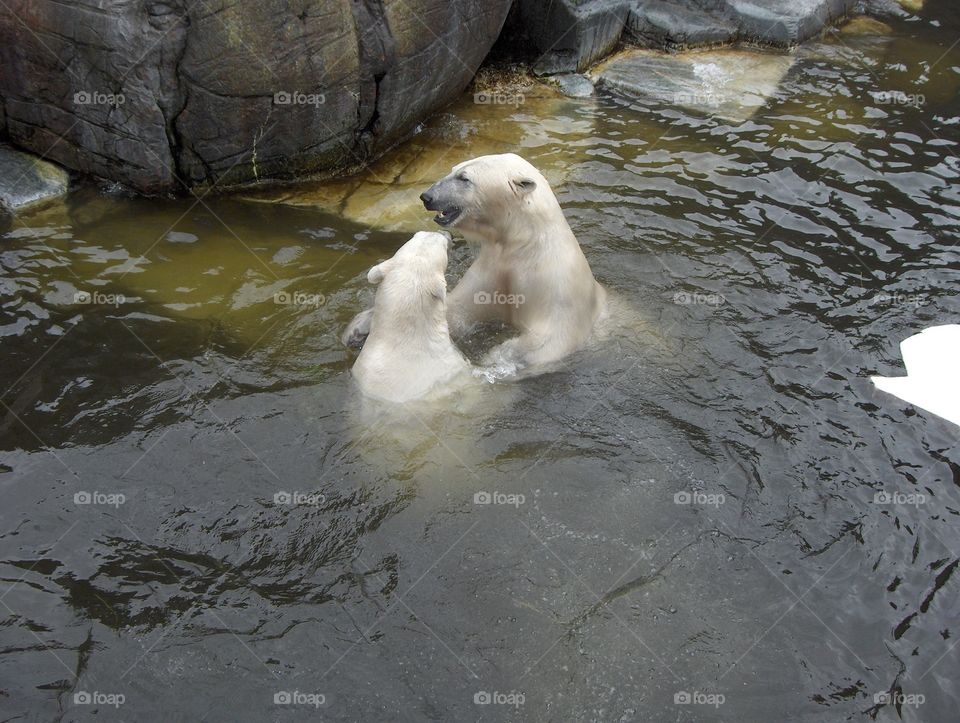 Polar bears fighting 