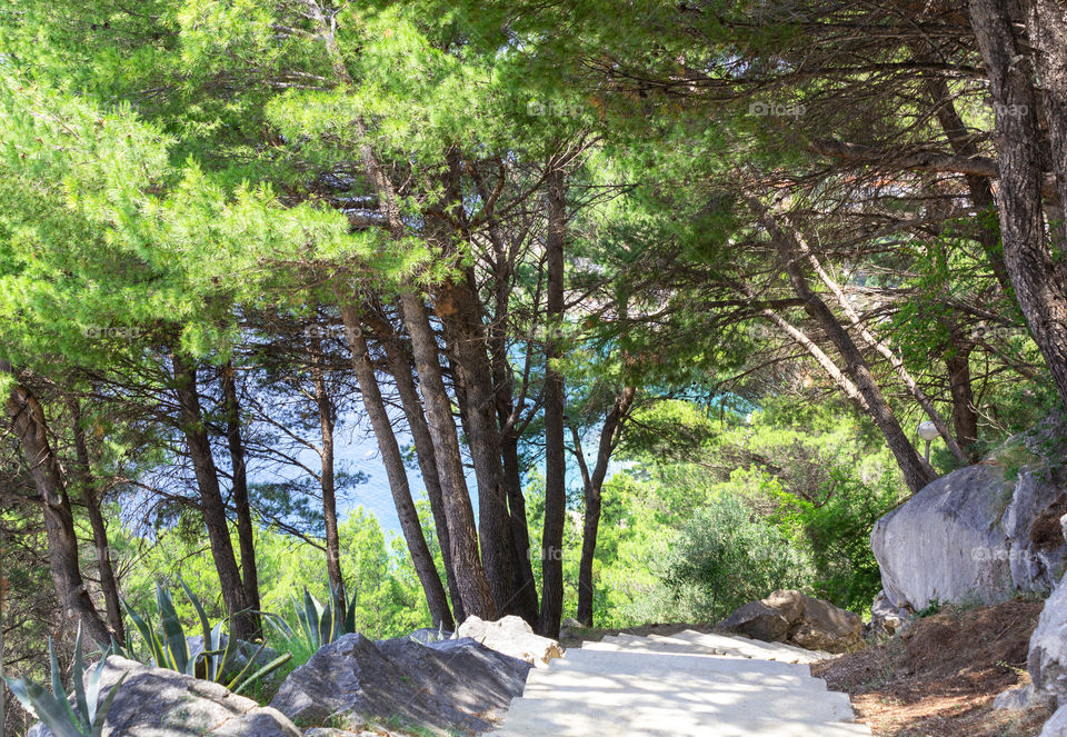 Summer landscape, Adriatic coast, Croatia, Dalmatia Brela.  Sunny day, stone stairs in a pine forest leading to a bright blue sea