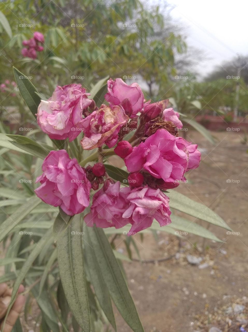 Red oleander flower pink colour looks very beautiful generally found everywhere fresh