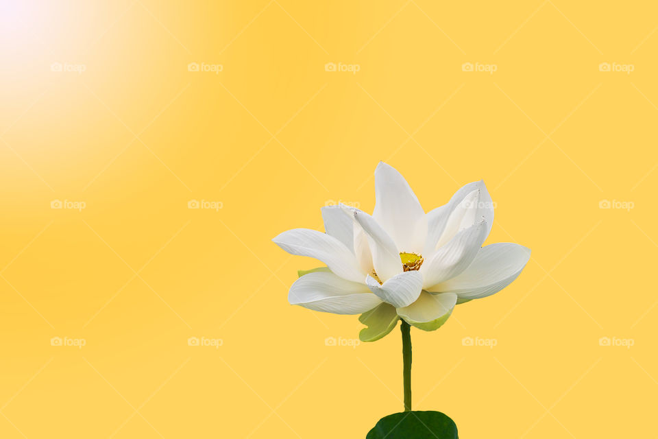 Beautiful big white lotus flower blooming isolated on yellow background