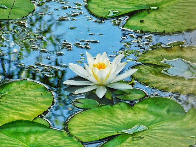 Waterlily 