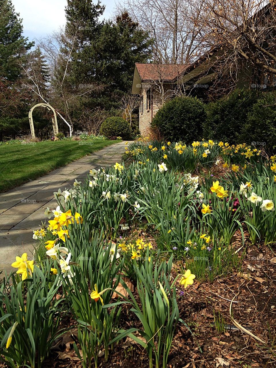 Daffodil time