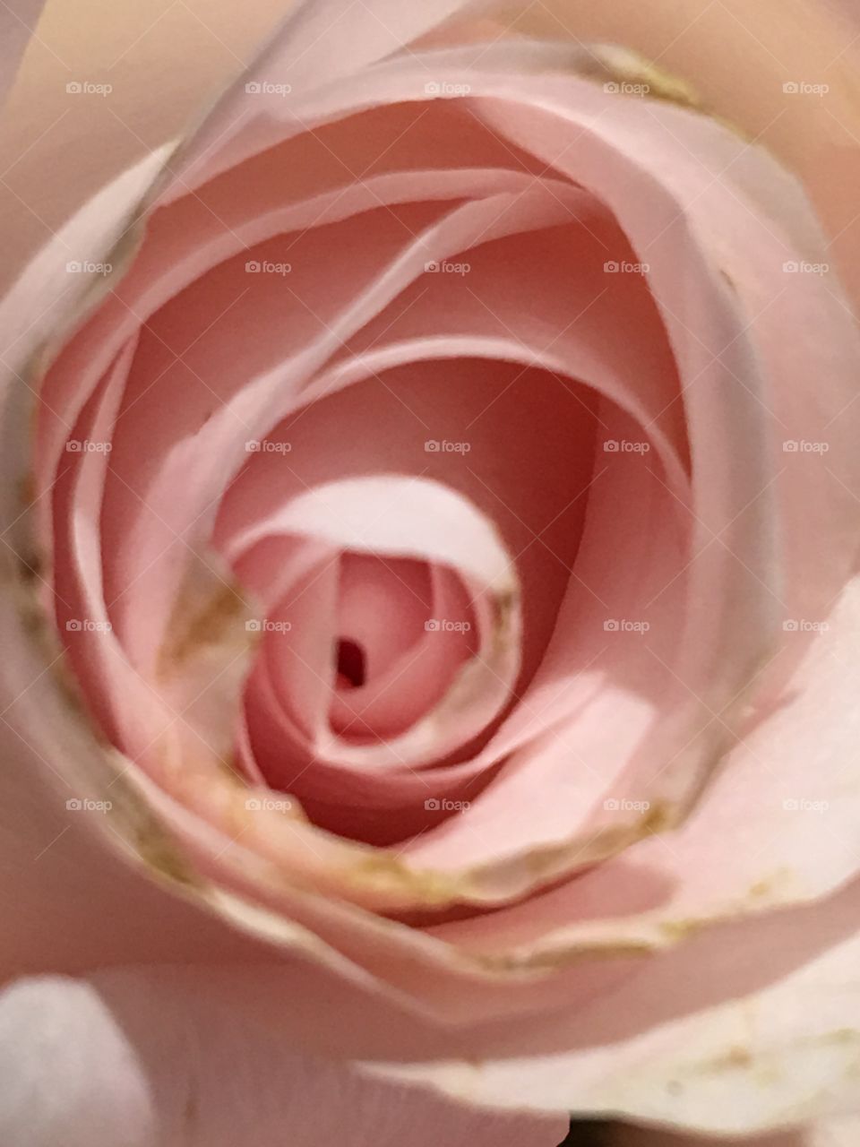 Rose Bouquet upclose 