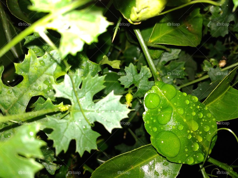 Green leaves