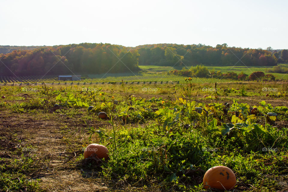 Pumpkin patch landscape 