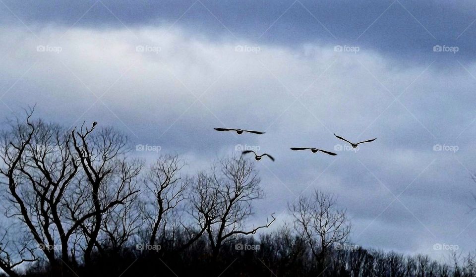Geese in the sky