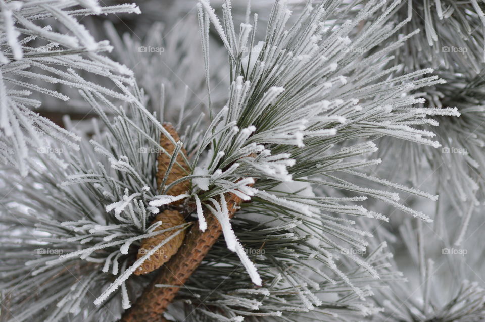 winter forest