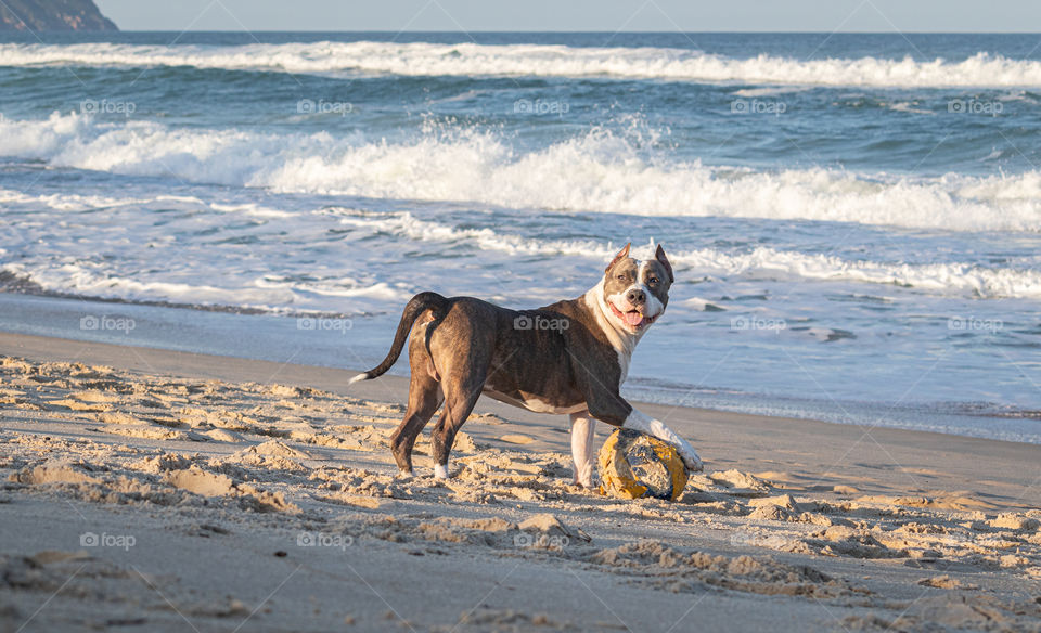 Young American staffordshire terrier playing with a ball on the beach