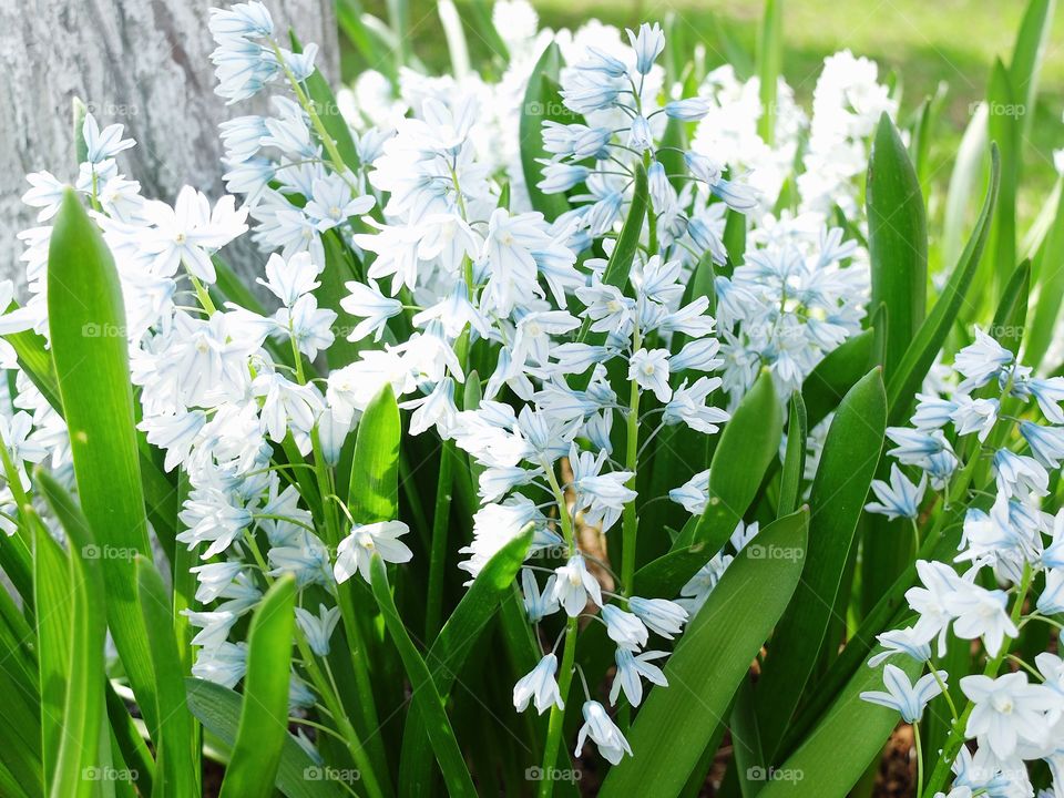 First spring flowers in beautiful garden 