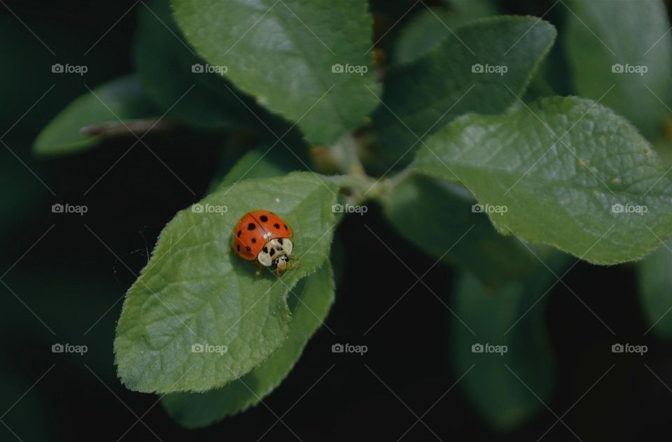 ladybug on a leaf on a cloudy day