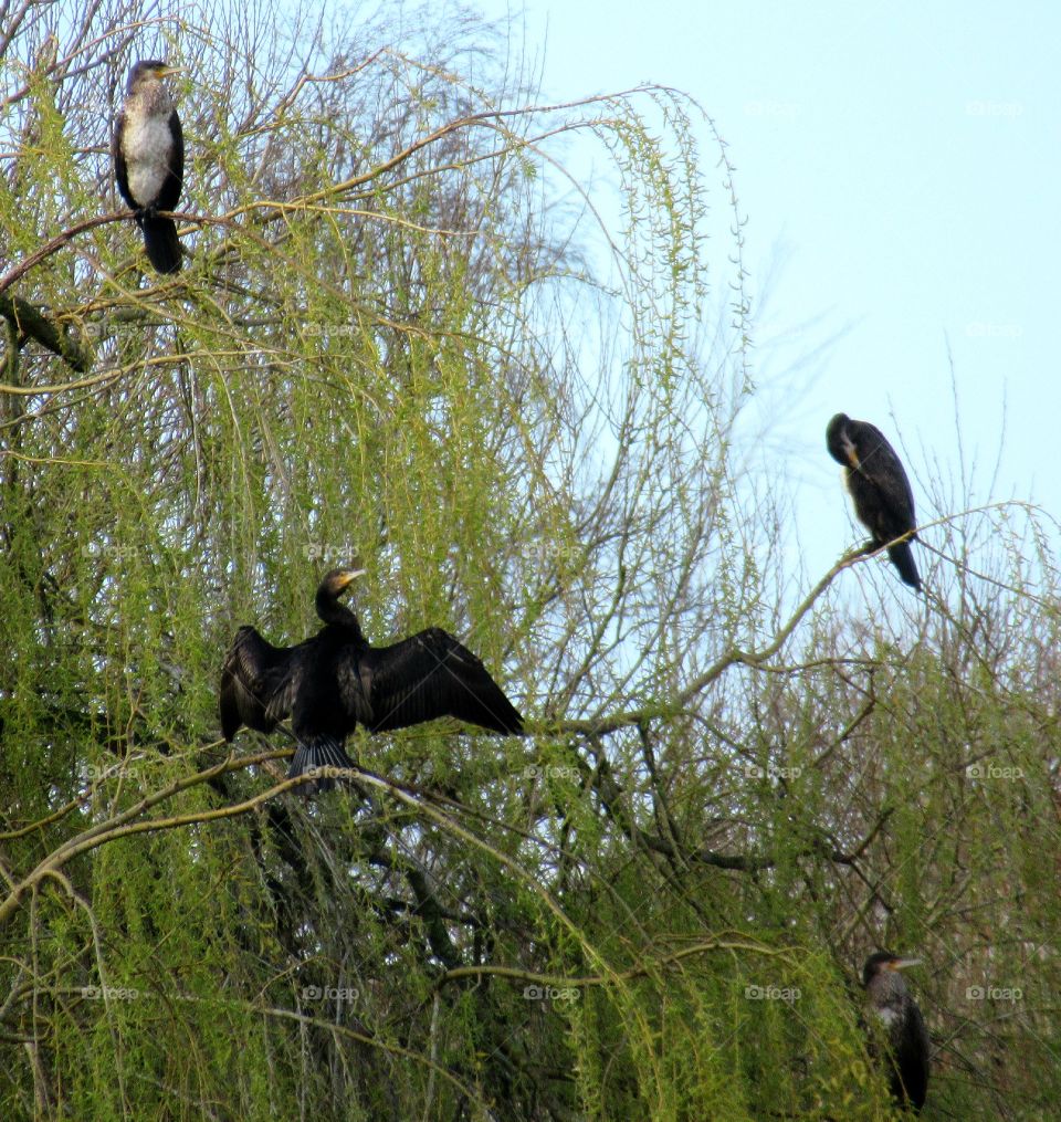 Cormorants perched on the branches of a tree