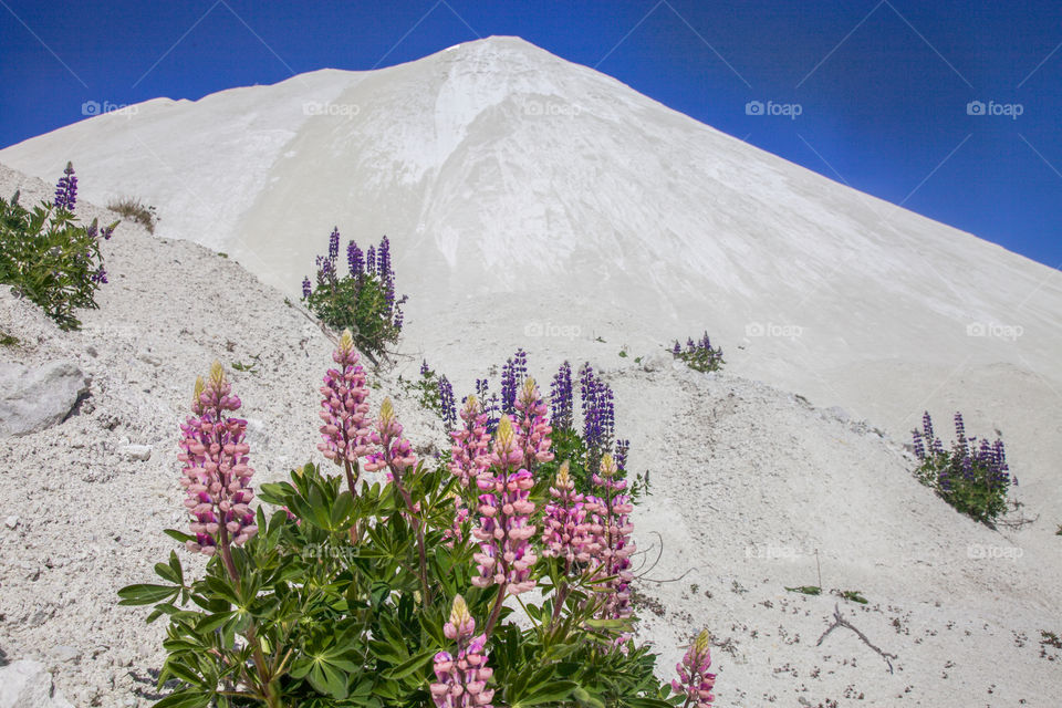 Lupins flowers on mountain of sand