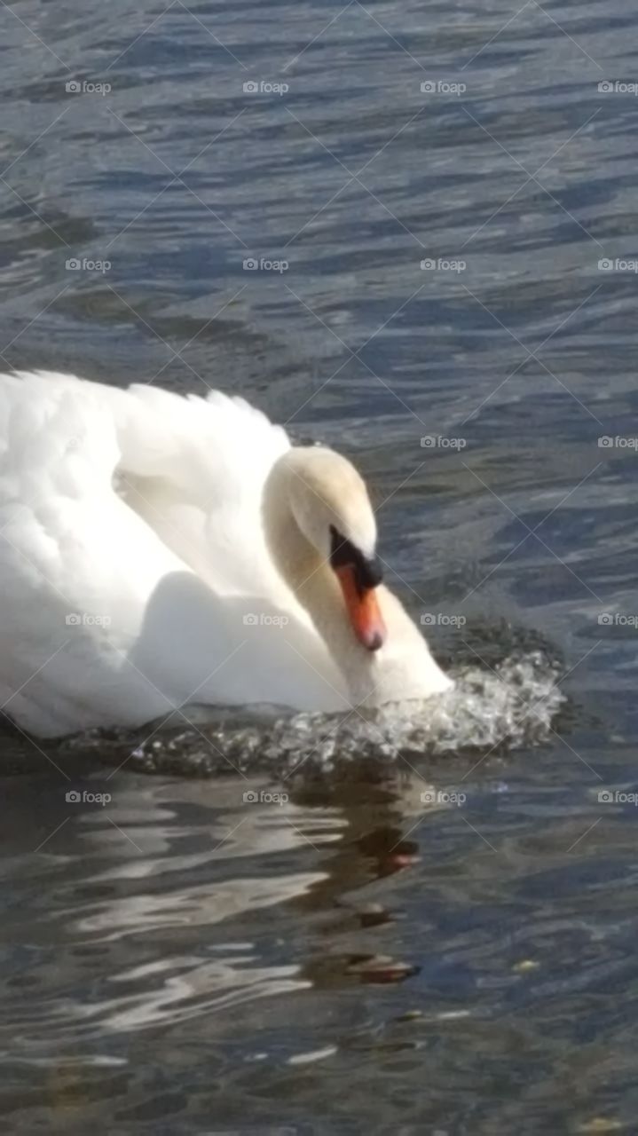 swan