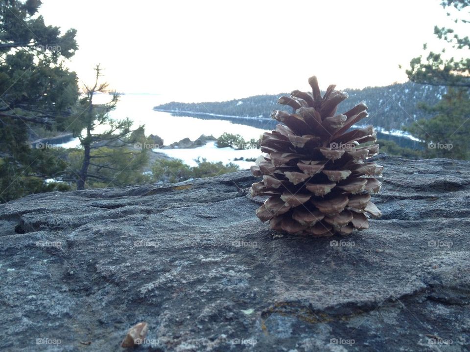 pine cone
