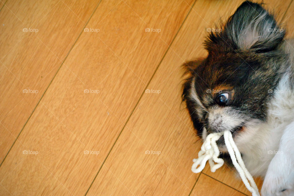 Pekingese Dog, playing, lying down