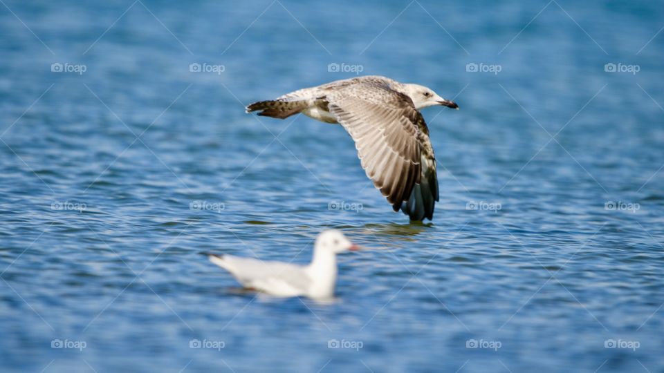 flight of seagull