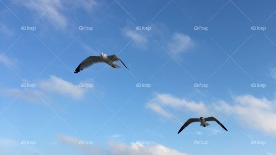 Birds flying in the sky 